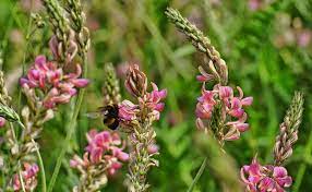 sainfoin cultiver